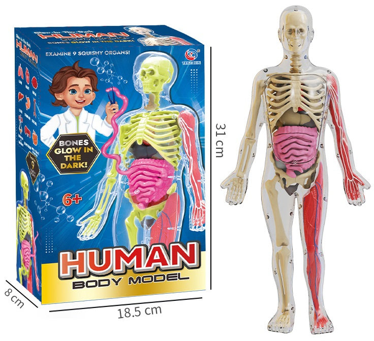 Хүний биеийн бүтэц 3D