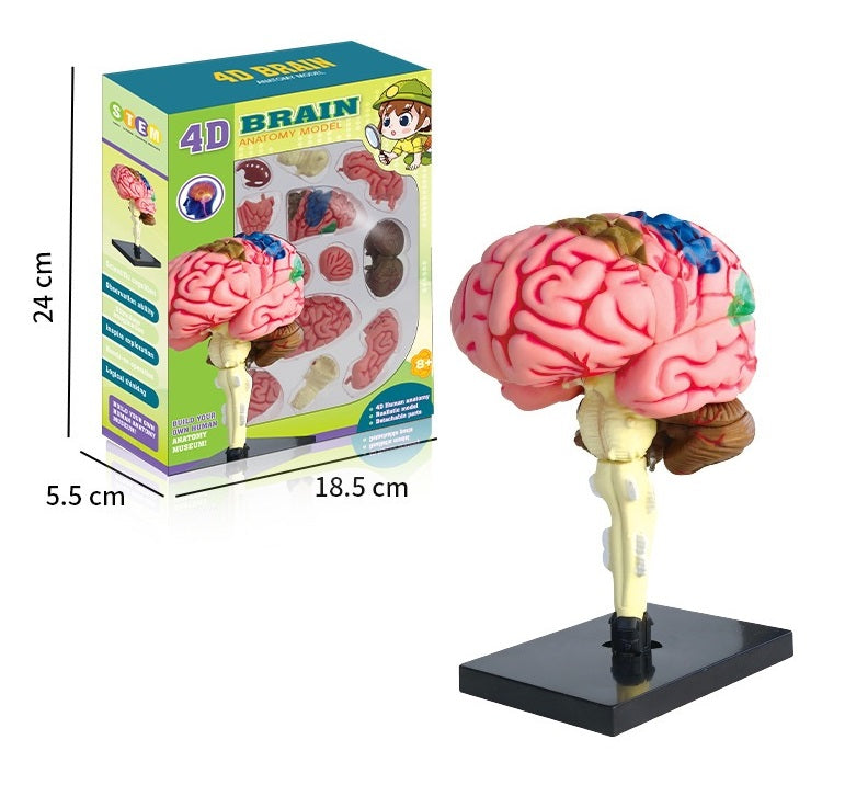 Хүний тархины бүтэц 4D загвар