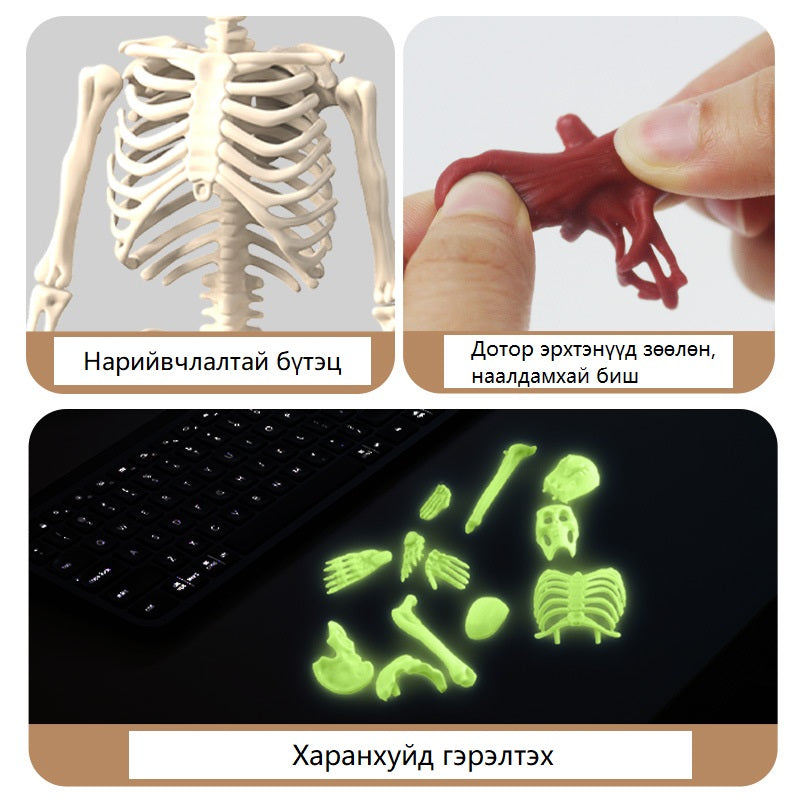 Хүний биеийн бүтэц 3D